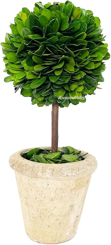 Natural Preserved Boxwood Topiary in Pot 13 inch Stunning Greenery and Plant Decor Great for Home... | Amazon (US)