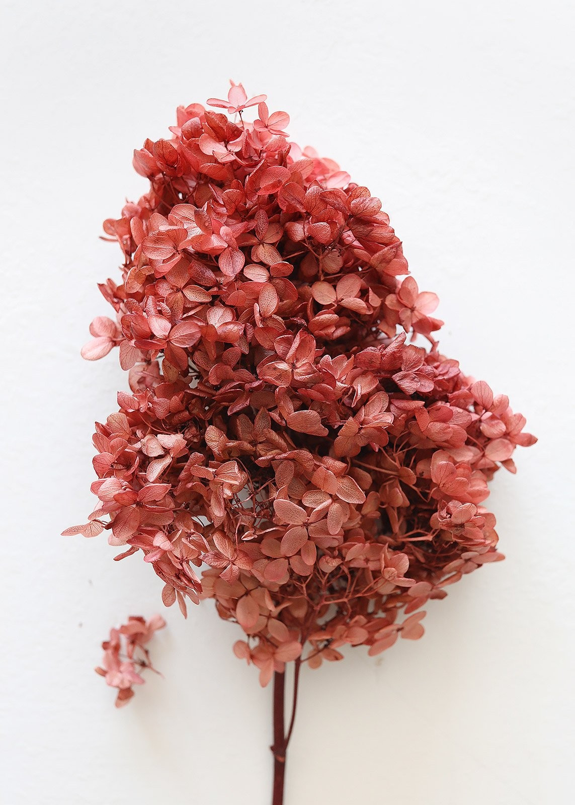 Dusty Mauve Preserved Full Bloomed Hydrangea - 6-8" Bloom | Afloral (US)