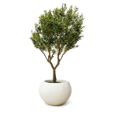 Tahiti Bowl With Artificial Olive Tree | Wayfair North America