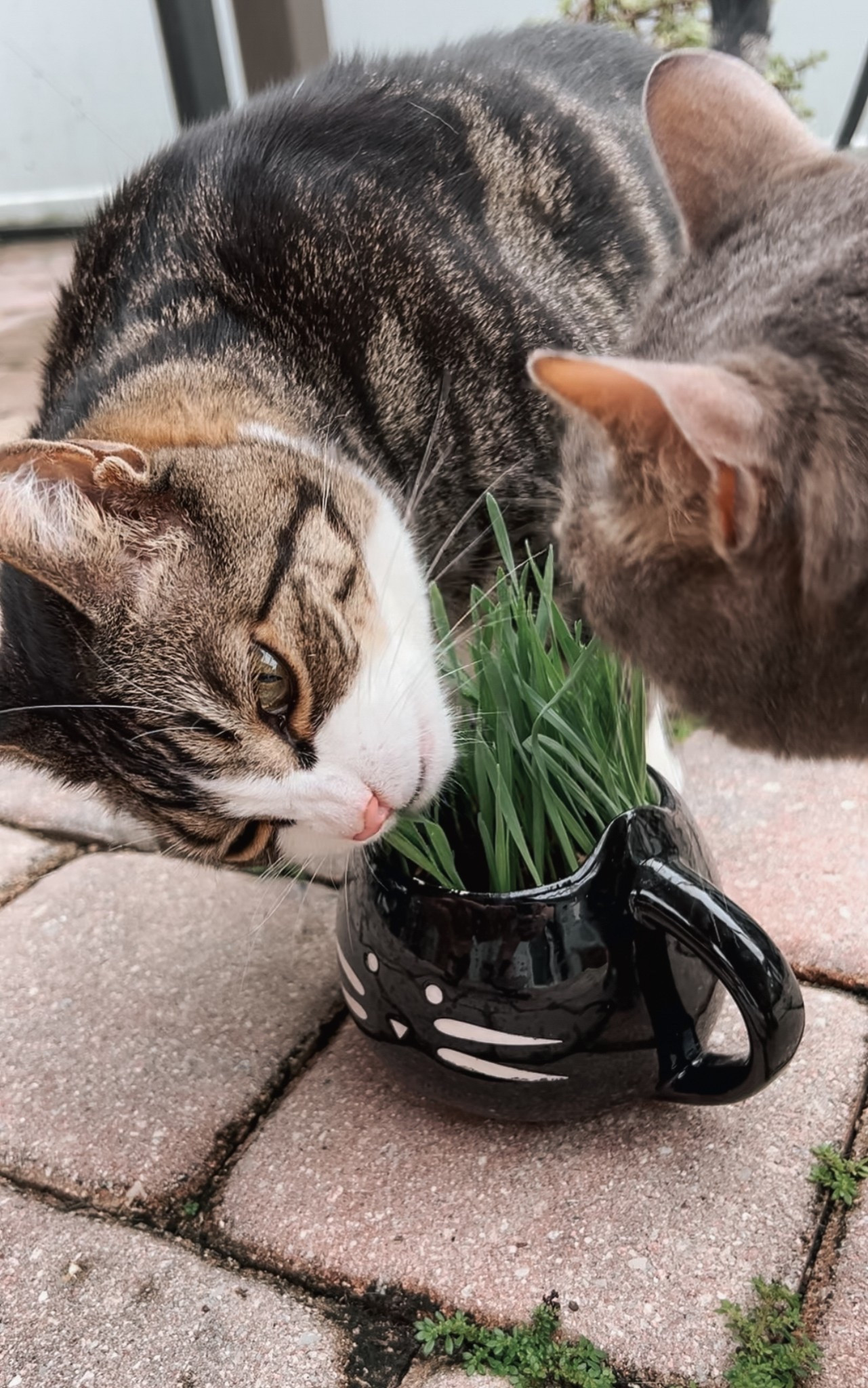 Looking to treat your cat with something fun and functional? Create a cat garden with pet-safe plants like catnip, cat grass, and silver vine. From grow kits to indoor planters, these stylish finds are perfect for adding a little green to your cat mom life.

#LTKPets #LTKSeasonal #LTKHome