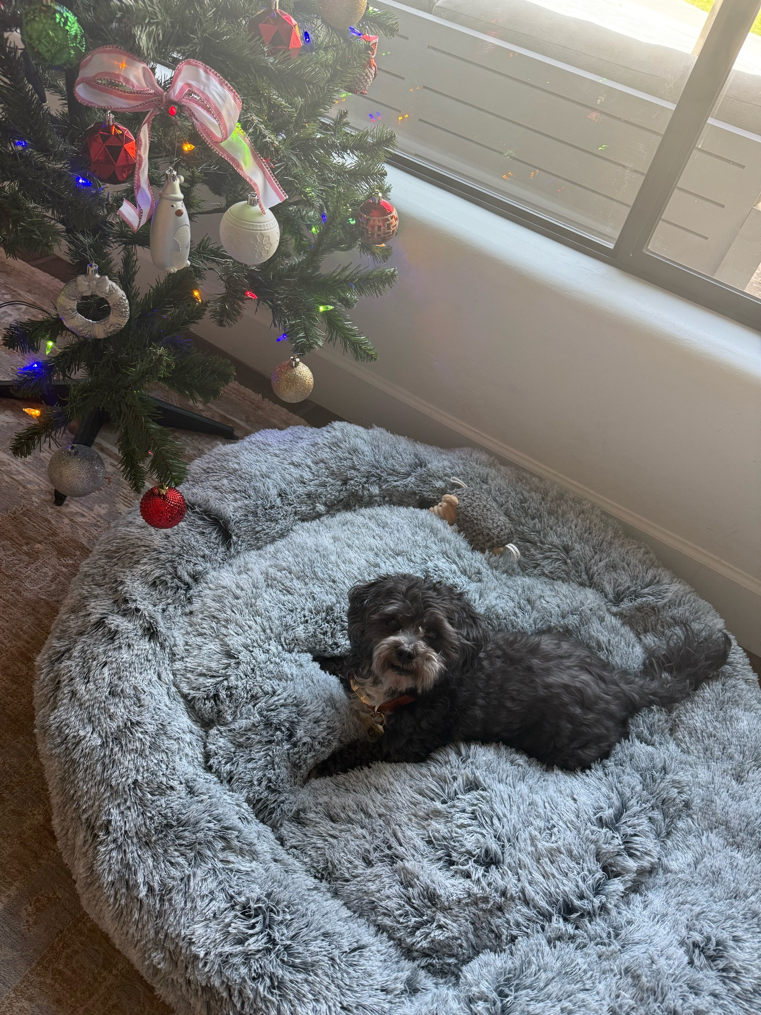 this is the largest size bed!

#LTKGiftGuide