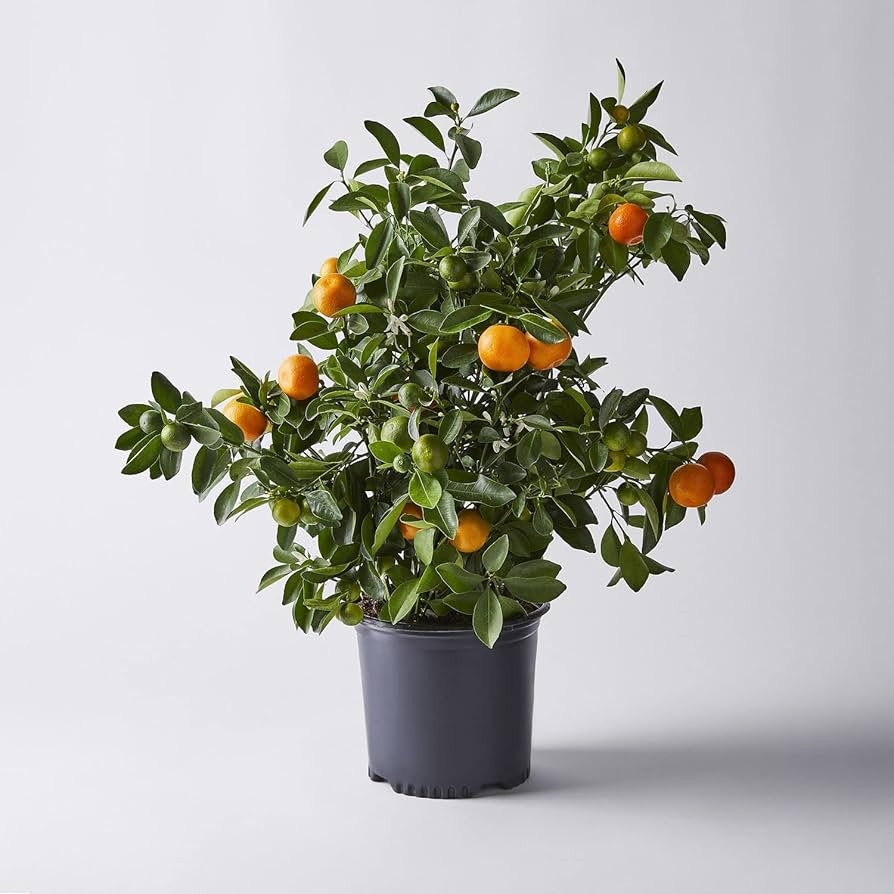 Amazon.com : Calamondin Citrus Plant NO Shipping to CA, AZ, or TX : Patio, Lawn & Garden | Amazon (US)