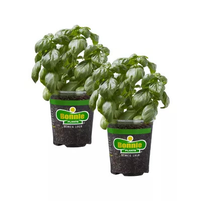 Bonnie Plants 19.3 oz. Potted Sweet Basil Plants, 2 pc. | Tractor Supply