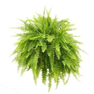 Costa Farms Boston Fern Indoor/Outdoor Plant in 10 in. Hanging Basket, Avg. Shipping Height 1-2 f... | The Home Depot