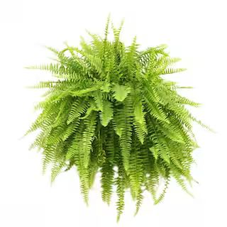 Costa Farms Boston Fern in 10 in. Hanging Basket-10BOSTHB - The Home Depot | The Home Depot
