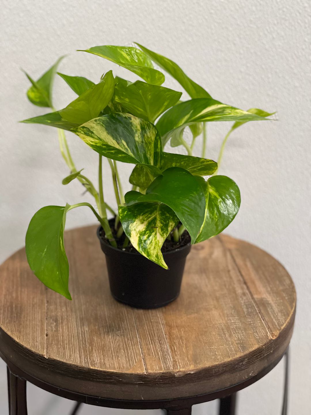 LIVE Golden Pothos Devil’s Ivy evergreen houseplant in 4" growers pot | Etsy (US)