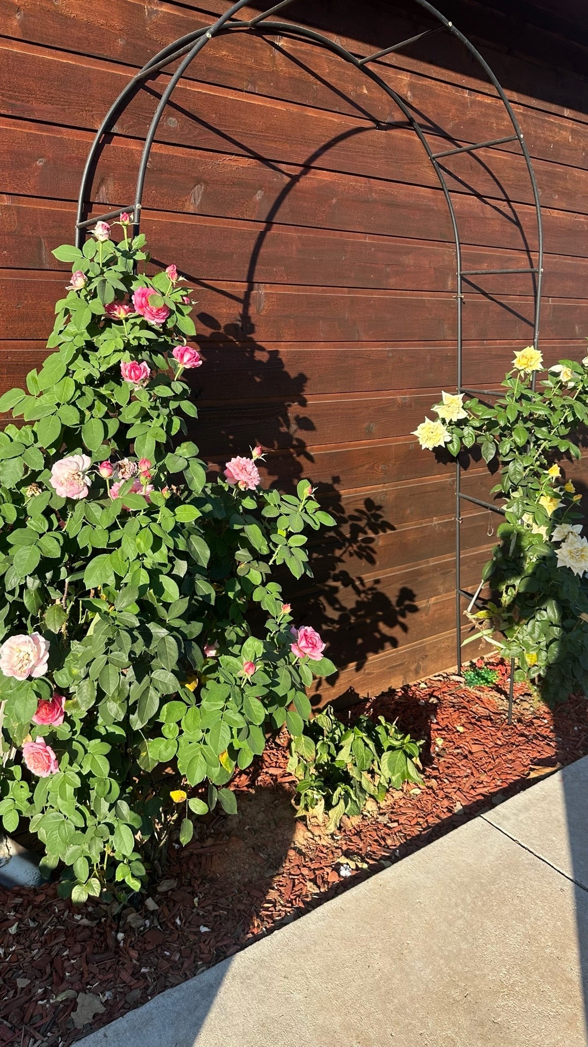 Roses, trellis, outdoor space

#LTKHome #LTKU #LTKvlog