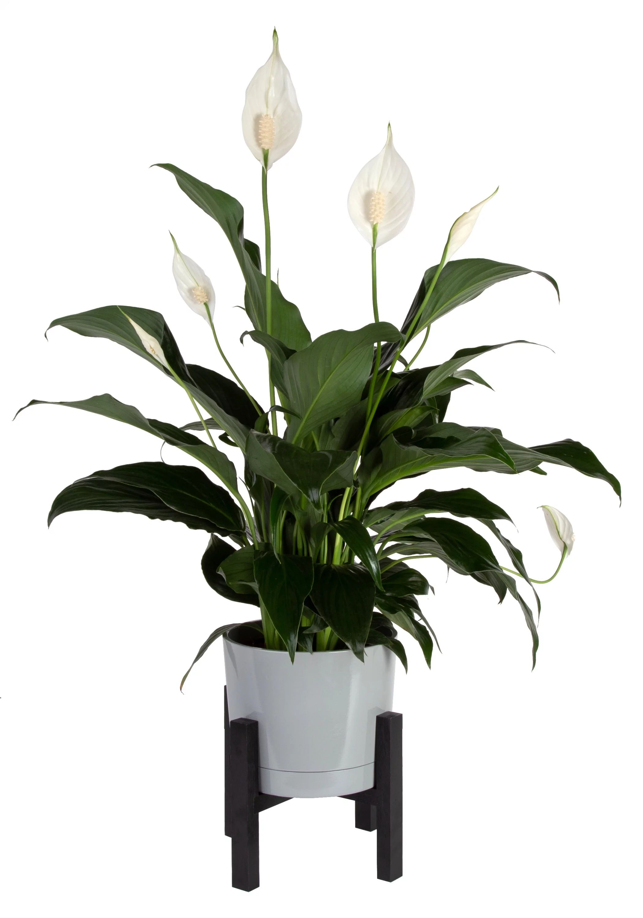 Costa Farms  Live Indoor 15in. Tall White Peace Lily; Bright, Indirect Sunlight Plant in 6in. Dé... | Walmart (US)