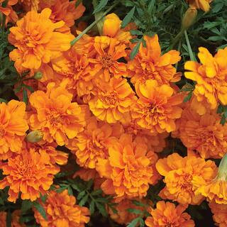 6 in. Orange French Marigold Plant | The Home Depot
