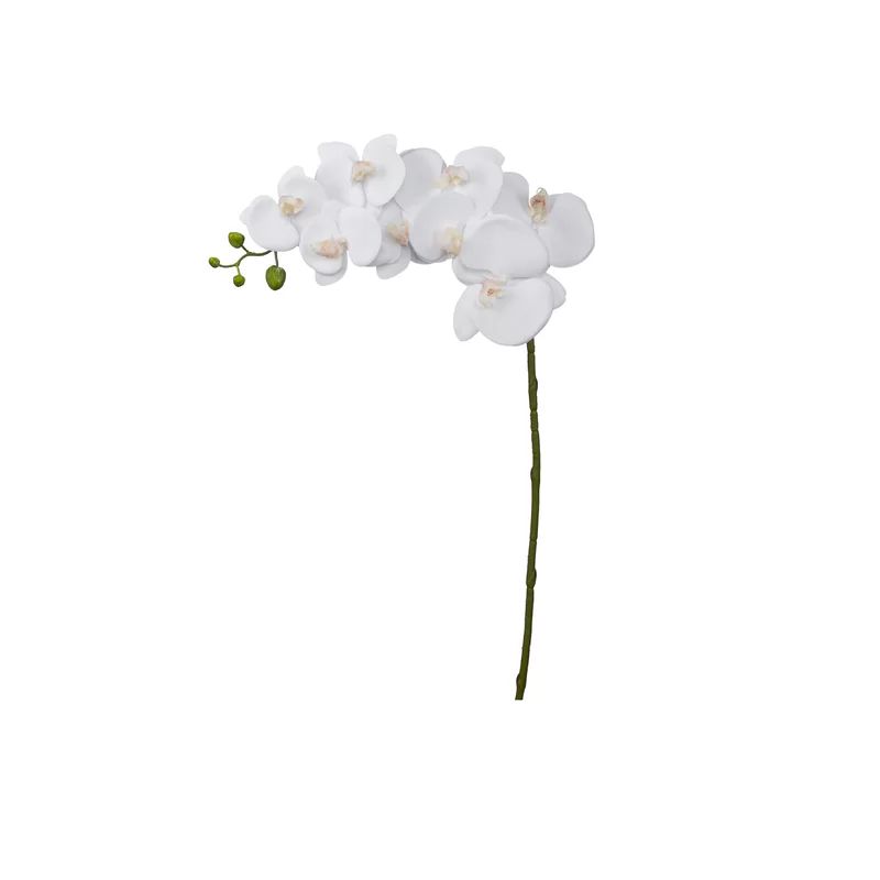 Orchids Stem | Wayfair North America
