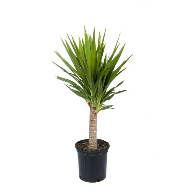 Costa Farms  Live Indoor 24in. Tall Green Yucca Cane; Medium, Indirect Light Plant in 10in. Growe... | Walmart (US)