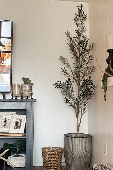 Tall skinny olive tree! Perfect to add in some dimension to a small space

#LTKsalealert #LTKfindsunder100 #LTKhome