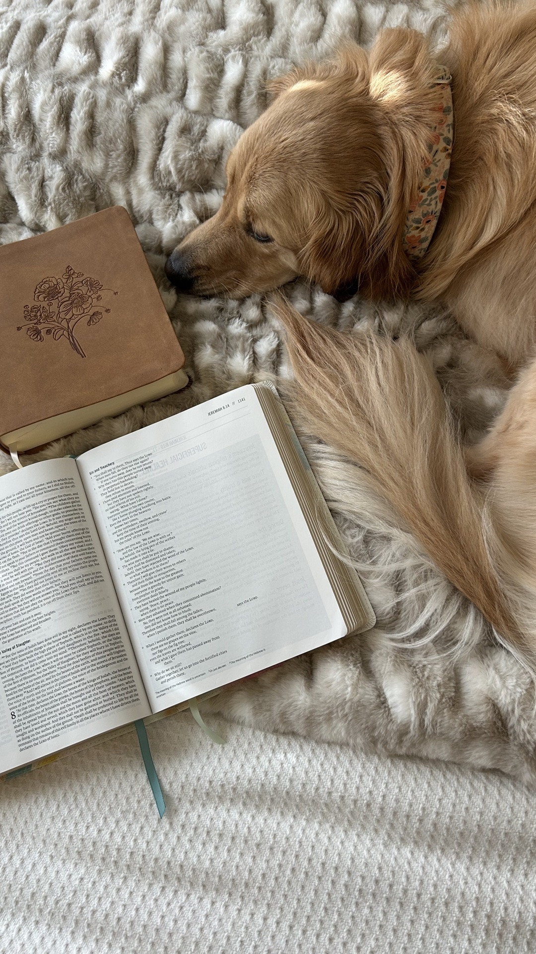 // cozy home favorites for fall //

#LTKdayinmylife #LTKSeasonal #LTKHome