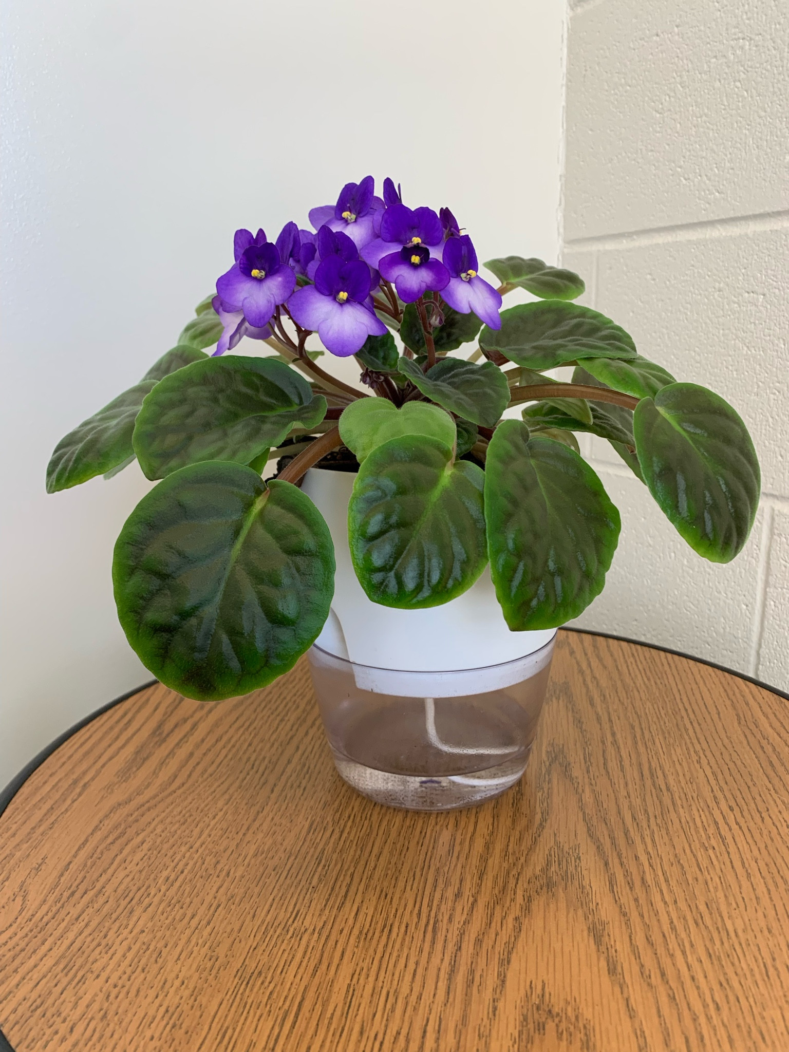 Game changer!  My office plants have thrived with this self watering planter.  No more over or under watering ❤️❤️

#LTKhome