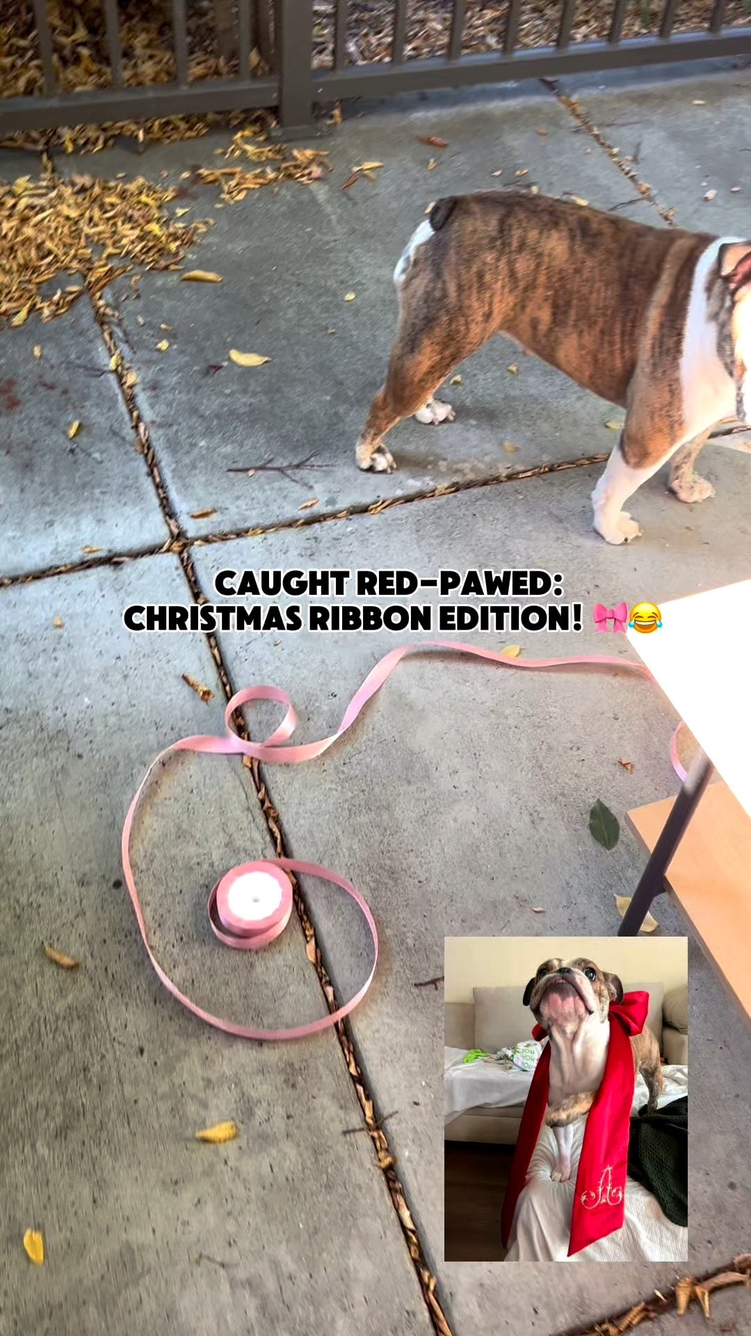 She loves getting into the Christmas ribbon — decorating isn’t complete without her holiday mischief! 🐾✨
I’ve linked my favorite Christmas ribbons so you can shop the festive vibes too! 🎀✨

#ChristmasRibbon #HolidayRibbon #ChristmasDecor #ChristmasDecorating #FestiveDecor #RibbonDecor #ChristmasVibes #Christmas2025 #HolidayDecor #ChristmasFun #BulldogLife #BulldogsOfLTK #DogsofLTK #HolidayPets #ChristmasPets #FestiveFurBaby #DogMomLife #DogMom #FurBaby #CuteDogs #HolidayMischief #VelcroBulldog #BulldogLove #DogGoals #CozyChristmas #ChristmasSpirit #DeckTheHalls #ChristmasMagic #FestiveSeason #LTKMomLife

#LTKFindsUnder50 #LTKstorytime #LTKHoliday