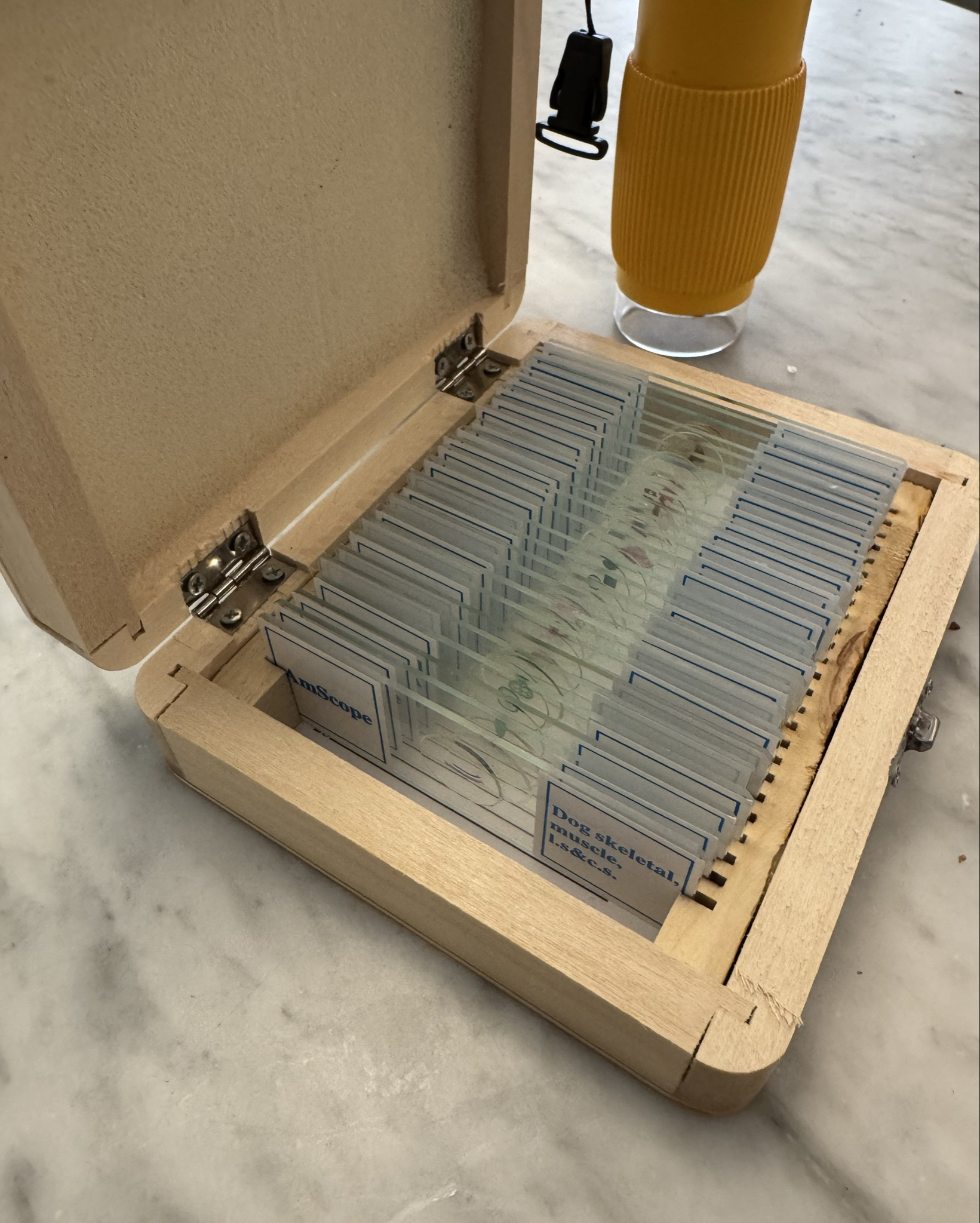 Got a microscope? These slides are a great way to entertain little ones and explore deeper into botany, anatomy, and more! Even the mouth of a house bee! 
#science

#LTKKids