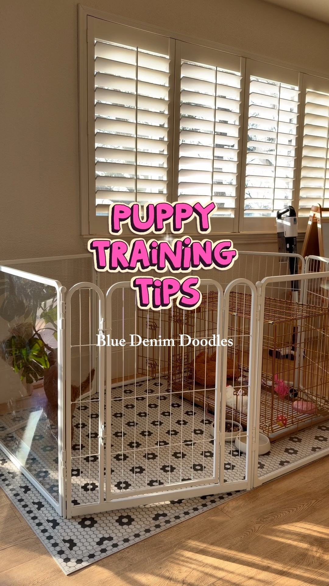 That crying puppy?
They’re not “sad.” They’re learning.

If you rush in every time they cry, you accidentally teach them that noise = attention.

Instead:
✔️ Make sure their needs are met (potty, water, safe space).
✔️ Then give them the gift of settling on their own.
✔️ Calm gets rewarded. Chaos doesn’t.

You’re not ignoring your puppy.
You’re building emotional regulation.

And that’s what turns into a stable, confident dog later on.

Save this for the hard moments!! Consistency now creates peace later.
