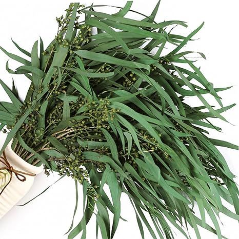 20+ Stems Seeded Eucalyptus, Preserved Greenery Branches for Shower, 7-14 PCS 16'' 5oz/140g Natur... | Amazon (US)