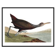 Vintage Waterfowl | Urban Garden Prints