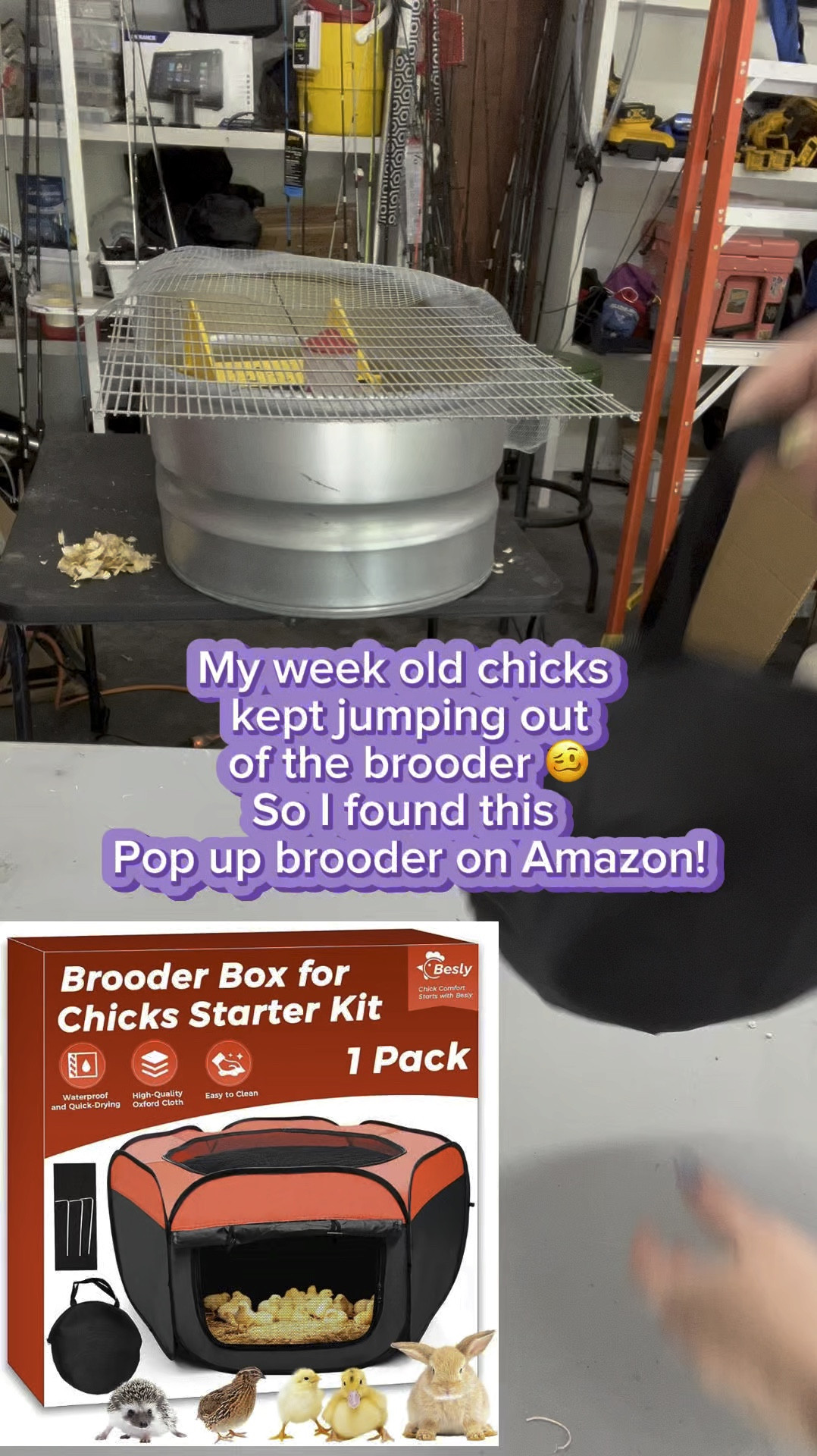 Pop up brooder for baby chicks 

#LTKHome #LTKSpringSale #LTKSeasonal