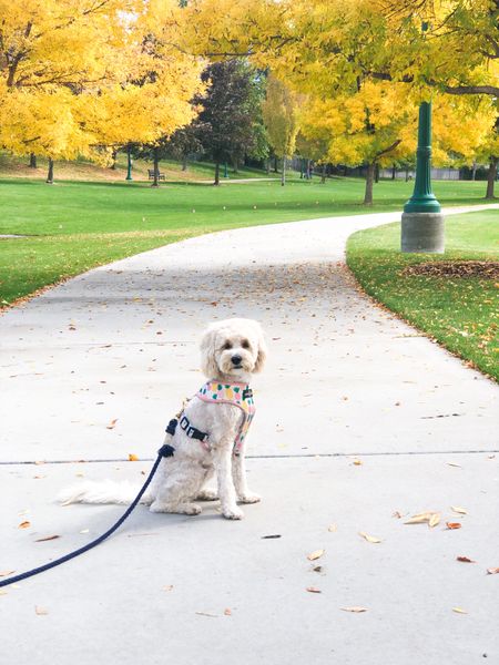 Best walkie supplies to enjoy the fall foliage 🍂
#ltkdog #fall #foliage #leaves #peep #dog #walk #walkies #dogharness #dogleash 

#LTKfamily #LTKSeasonal #LTKtravel