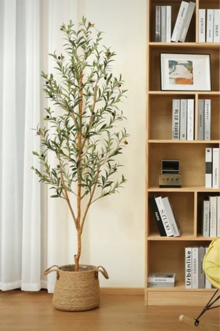 6’ olive tree, great reviews even better price 

#LTKMostLoved #LTKhome #LTKfindsunder100