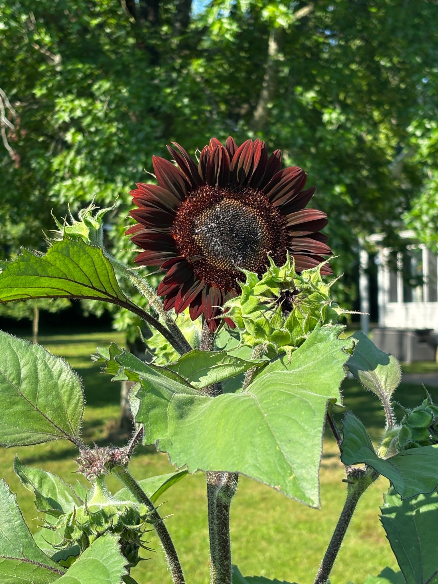 Chocolate cherry sunflowers! I wanted to post the name/link to these seeds here since my stories expired. Happy gardening! 

#LTKSeasonal #LTKHome