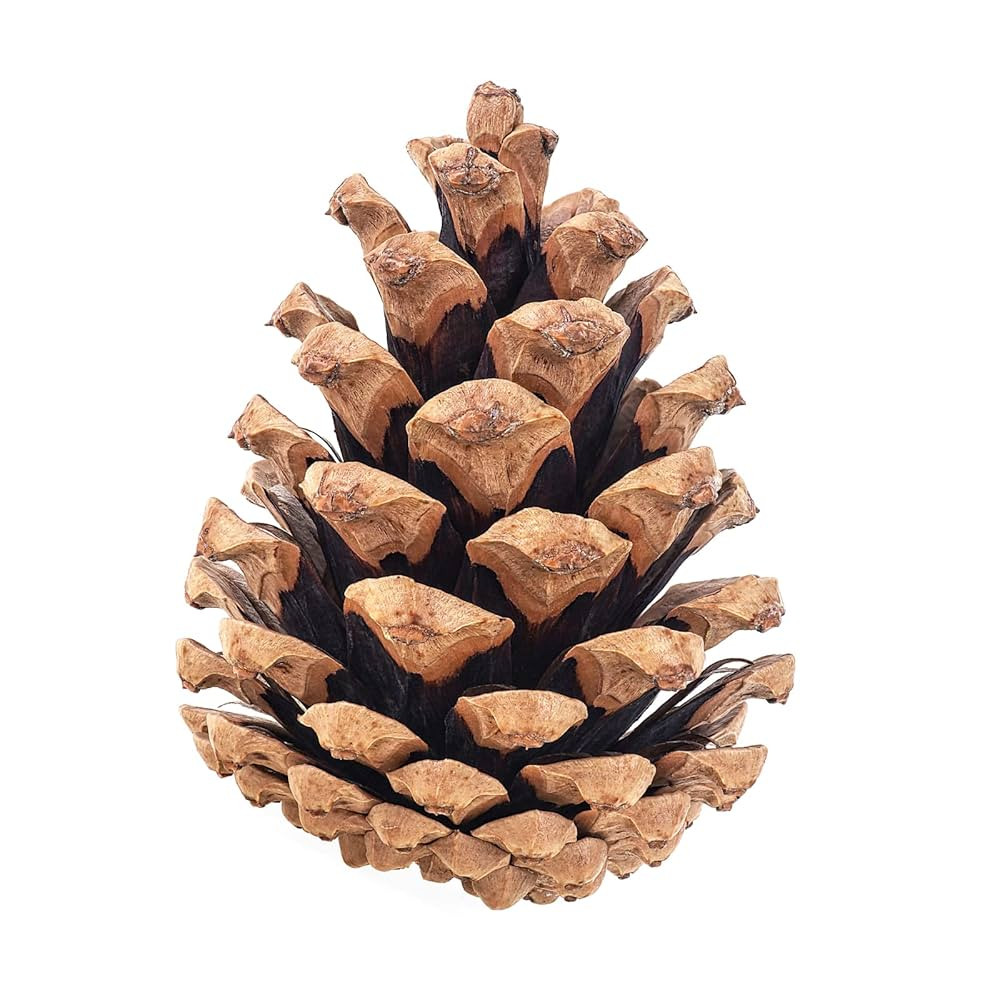 20 Large Natural Pine Cones for Crafts, 3" to 4" Tall Pine Cones Craft for Table, Home Decor, Vas... | Amazon (US)