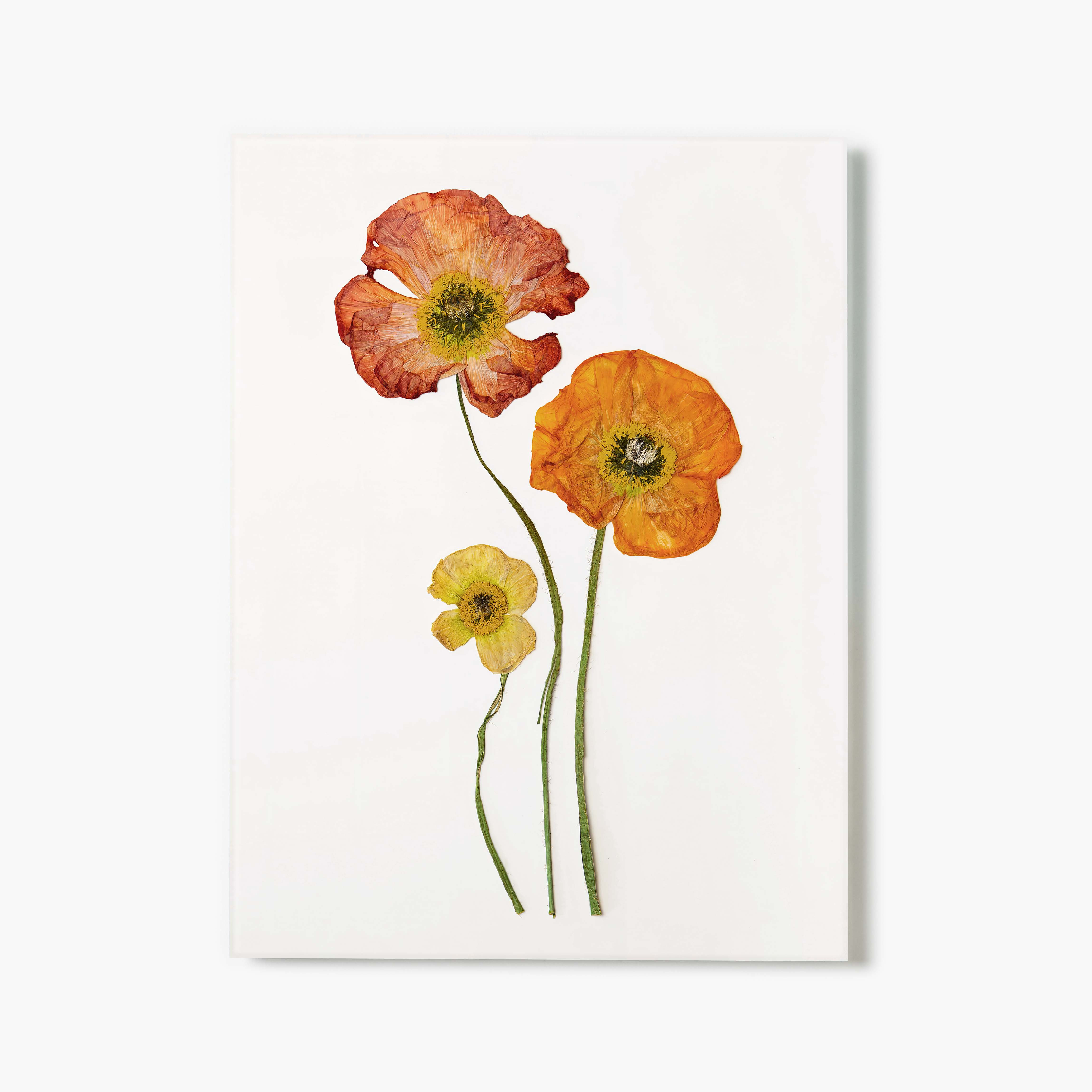 August Poppy Pressed Floral Print | Fracture