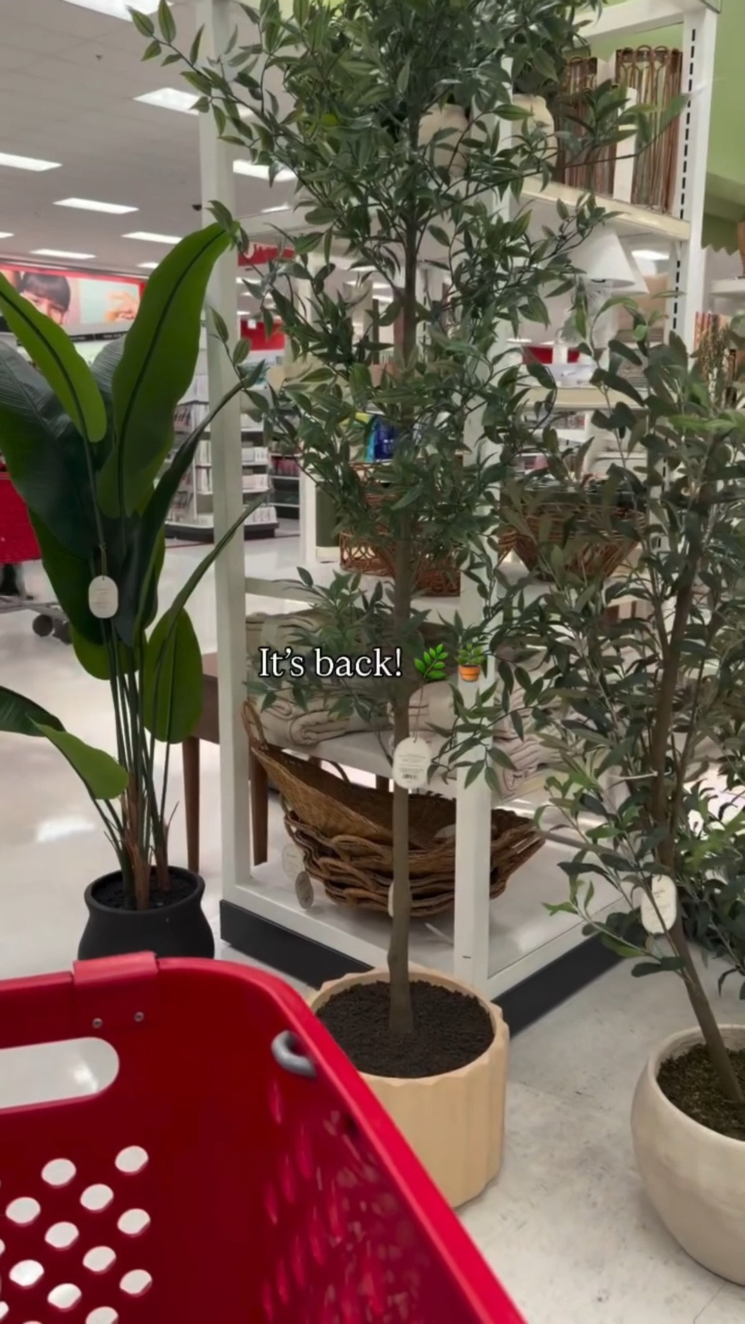 Ahhhhh the cutest tree from Target is back! I grabbed it last year & love it! You can keep it as is or put into a ceramic planter for an elevated look

#targetfinds #targethaul #targetmusthaves target fashion, target must haves, Target love, target lover, target finds, target haul, target must haves, #newattarget #homedecor

#LTKHome #LTKdayinmylife #LTKSeasonal