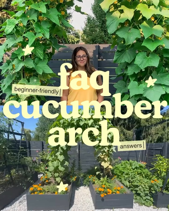 Lots of questions about my cucumber arch, so I put the answers to the most asked ones all in one place 🥒

If you’re a beginner gardener — don’t overthink growing cucumbers on the arch! This is only my second year with my garden and my first year growing a cucumber arch so if I can do it, you can do it, too!

I guide the vines every few days, clip them when they need a little help, keep them watered + fed, and otherwise let them do their thing.

Save this for next cucumber season! Tap below for the arch and everything you need to get started! #cucumberarch #raisedgardenbeds #vegetablegarden #verticalgarden

#LTKHome #LTKSaleAlert
