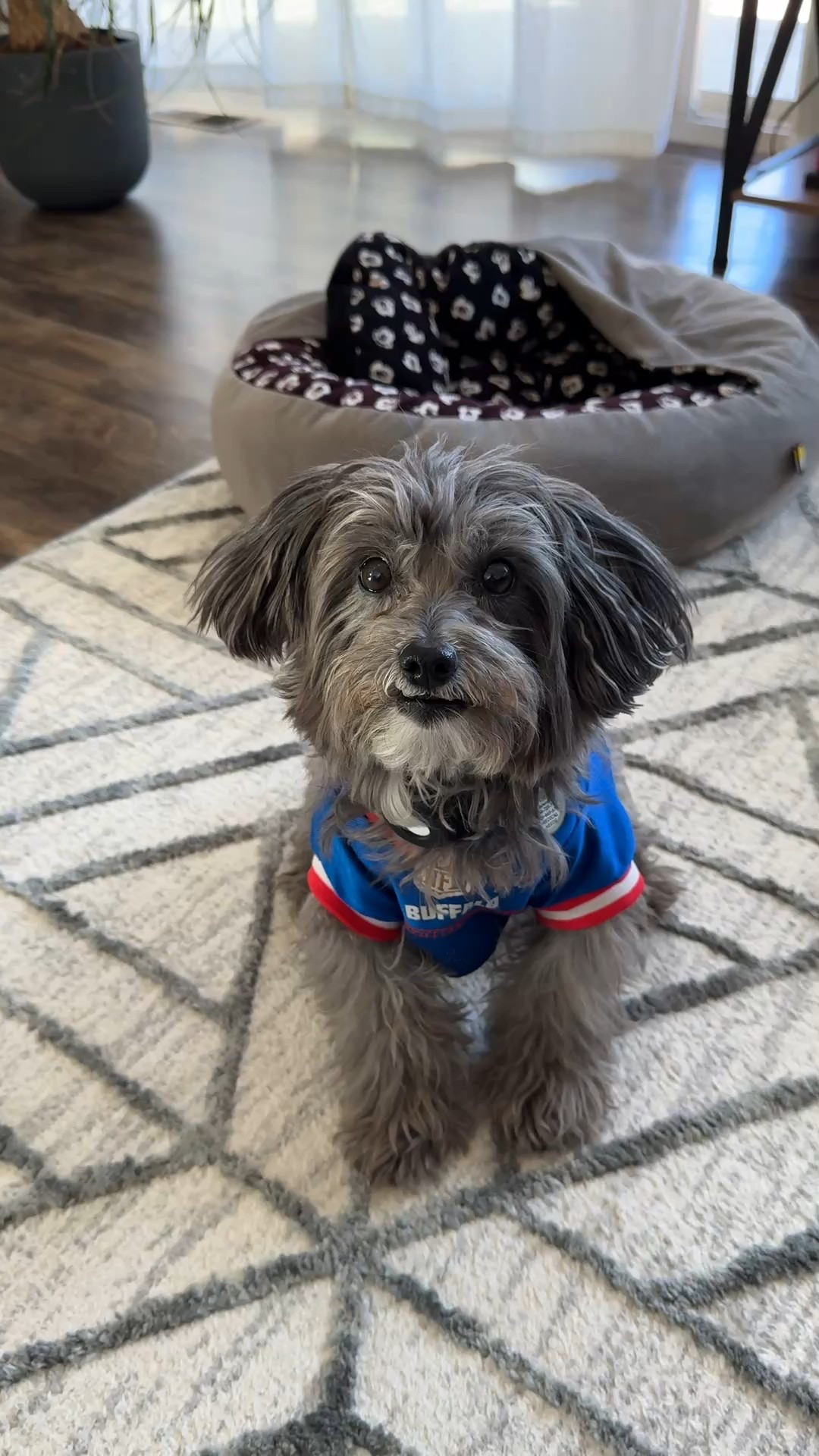 Make sure your dog or cat is decked out for the rest of the NFL season with this Buffalo Bills jersey! Touchdown dance trick not included. 😜

#LTKGiftGuide #LTKHome #LTKSaleAlert