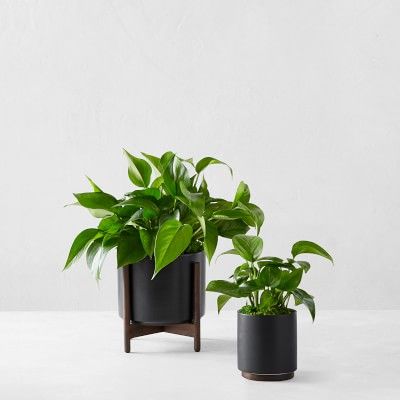 Léon & George Jade Pothos Potted Plant, Black | Williams-Sonoma