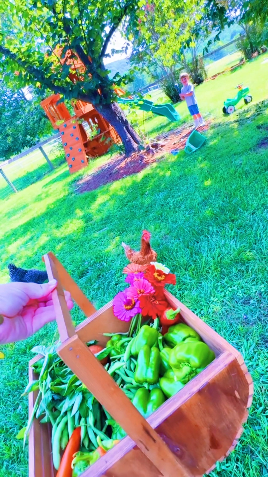 Nothing better than an abundant “pre-beach trip” garden harvest !!!! 🪴🧺🫑🍅🫛🌶️🦋💐🌿