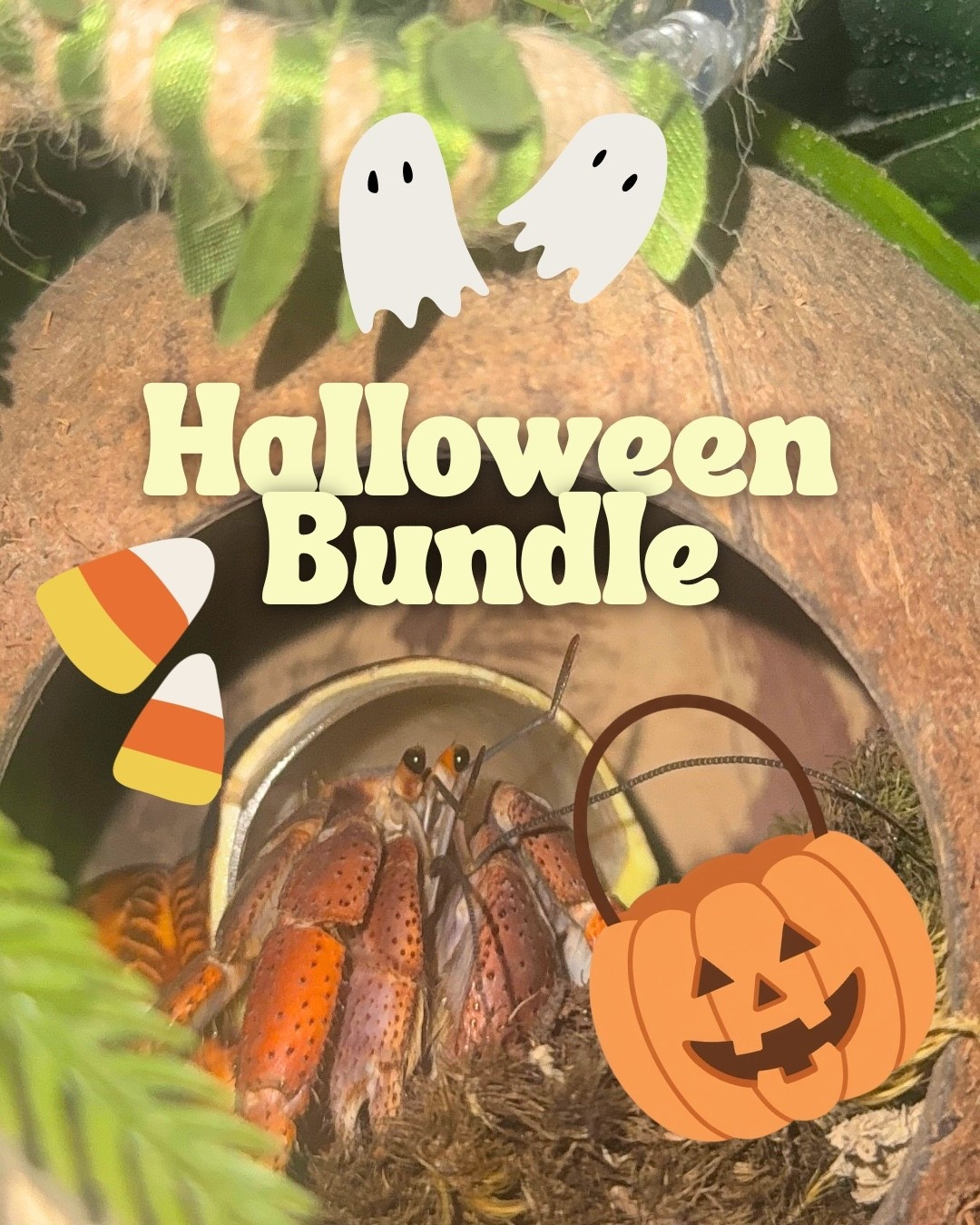 Hermit crab Halloween bundle!