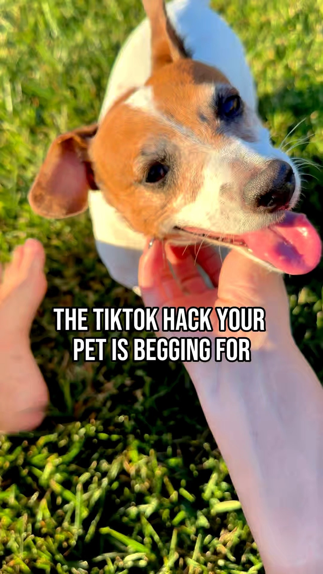 The only thing my dogs love more than treat time 🐾 If you’re dealing with dry skin or shedding, this Zesty Paws salmon oil blend is an absolute must-have. Snag the flash sale deal on the link below! 👇 #petcare #dogsoftiktok #tiktokshopfinds #zestypaws #dogmomlife