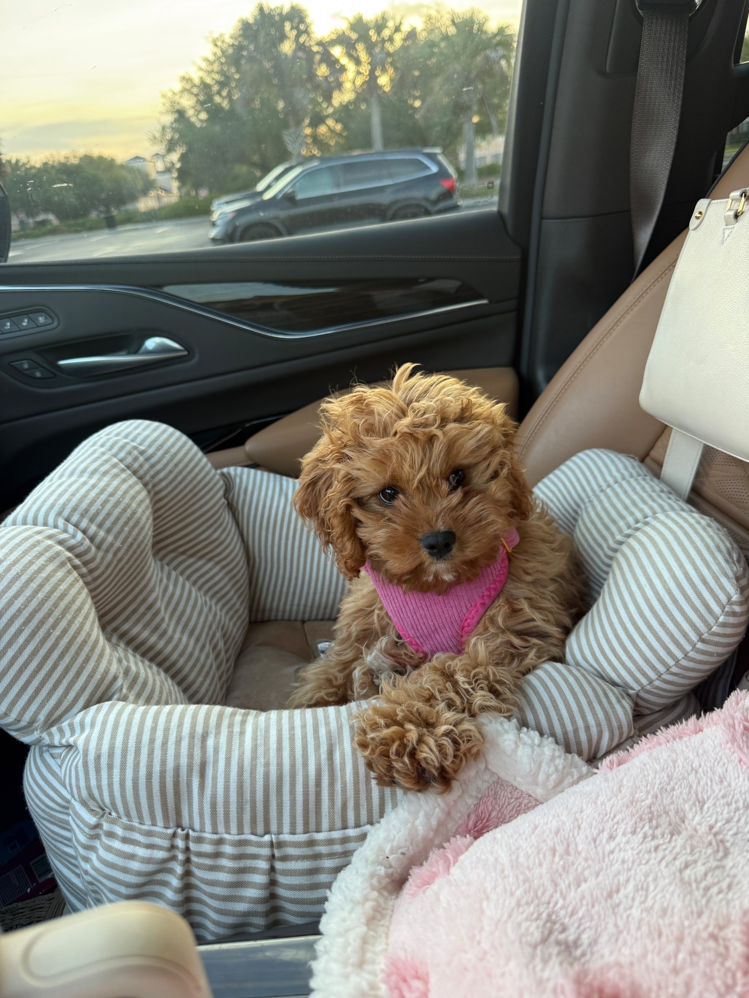 Puppy must have! Dog car seat 