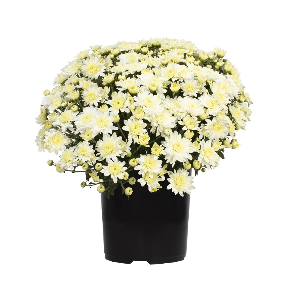 Expert Gardener 1 Gallon White Mum Live Plant in Grower Pot | Walmart (US)