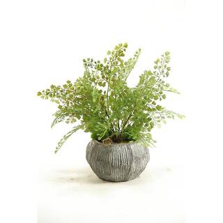 D&W Silks Indoor Flat Iron Fern in Concrete Bowl-156036 - The Home Depot | The Home Depot