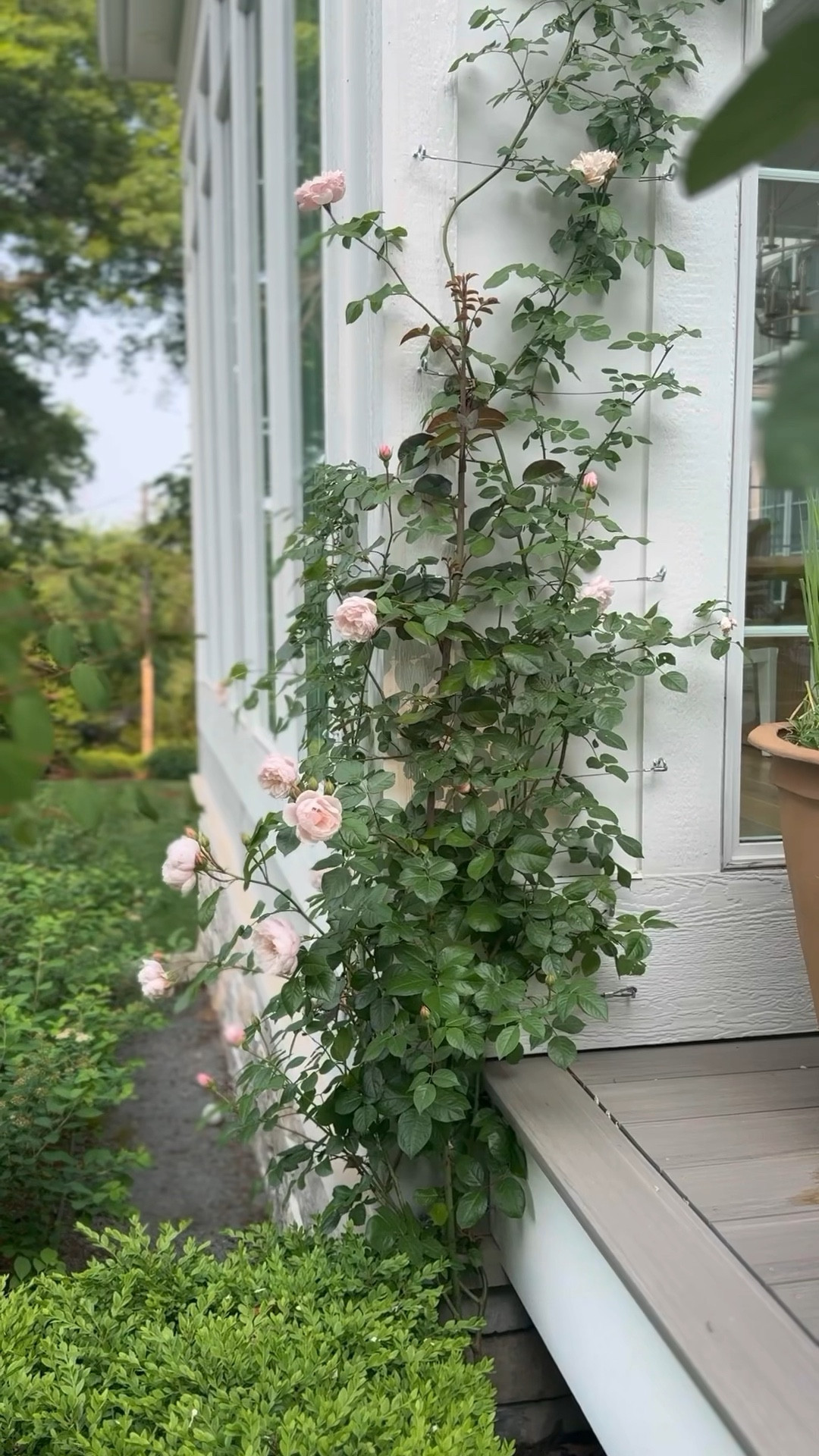 Here’s what I used to attach my climbing rose to the siding of our home. 

#LTKSeasonal #LTKHome