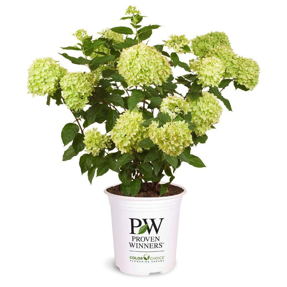 2 Gal. Little Lime Hydrangea Shrub | Amazon (US)
