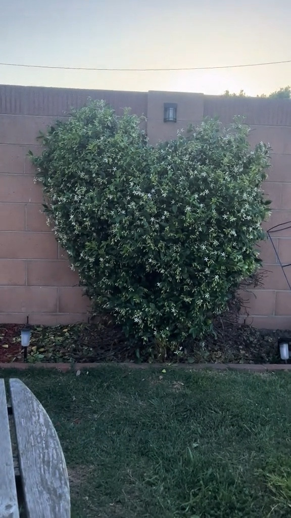 Trimmed my Jasmine plant down to look like a heart 🌱 ❤️ 

#LTKSeasonal #LTKHome #LTKFamily
