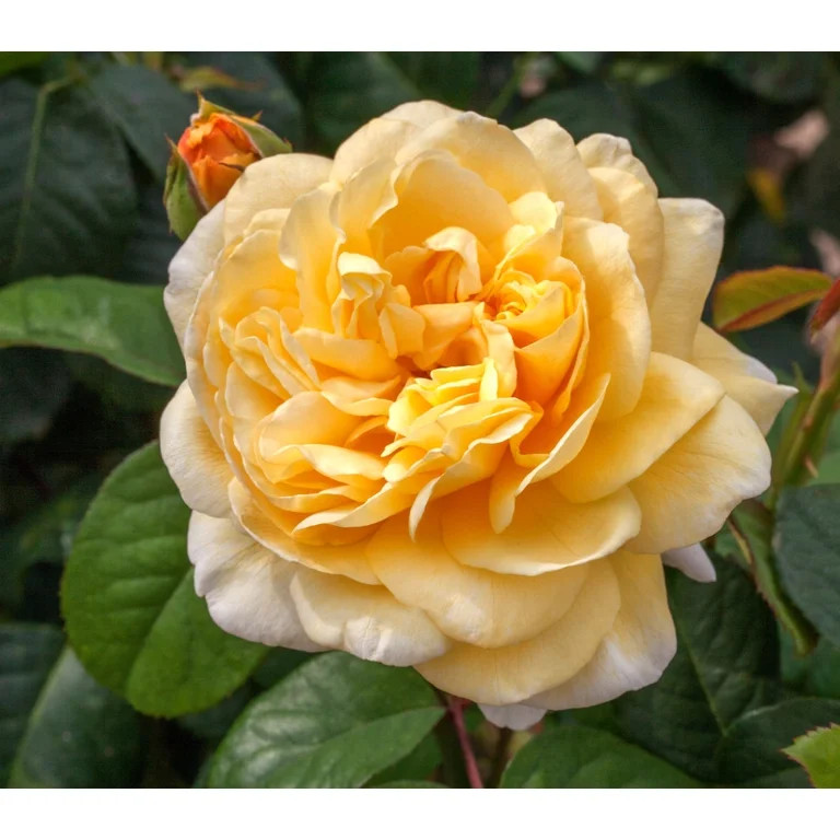 Scentables™ Live Bareroot Romantica® Moonlight Hybrid Tea Rose with Full Sunlight - 2 Piece | Walmart (US)