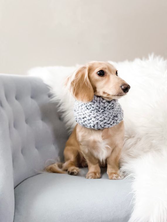 Knitted Dog Snood Scarf Blue Gray Winter, Christmas, Dog gift, Dachshund | Etsy (US)