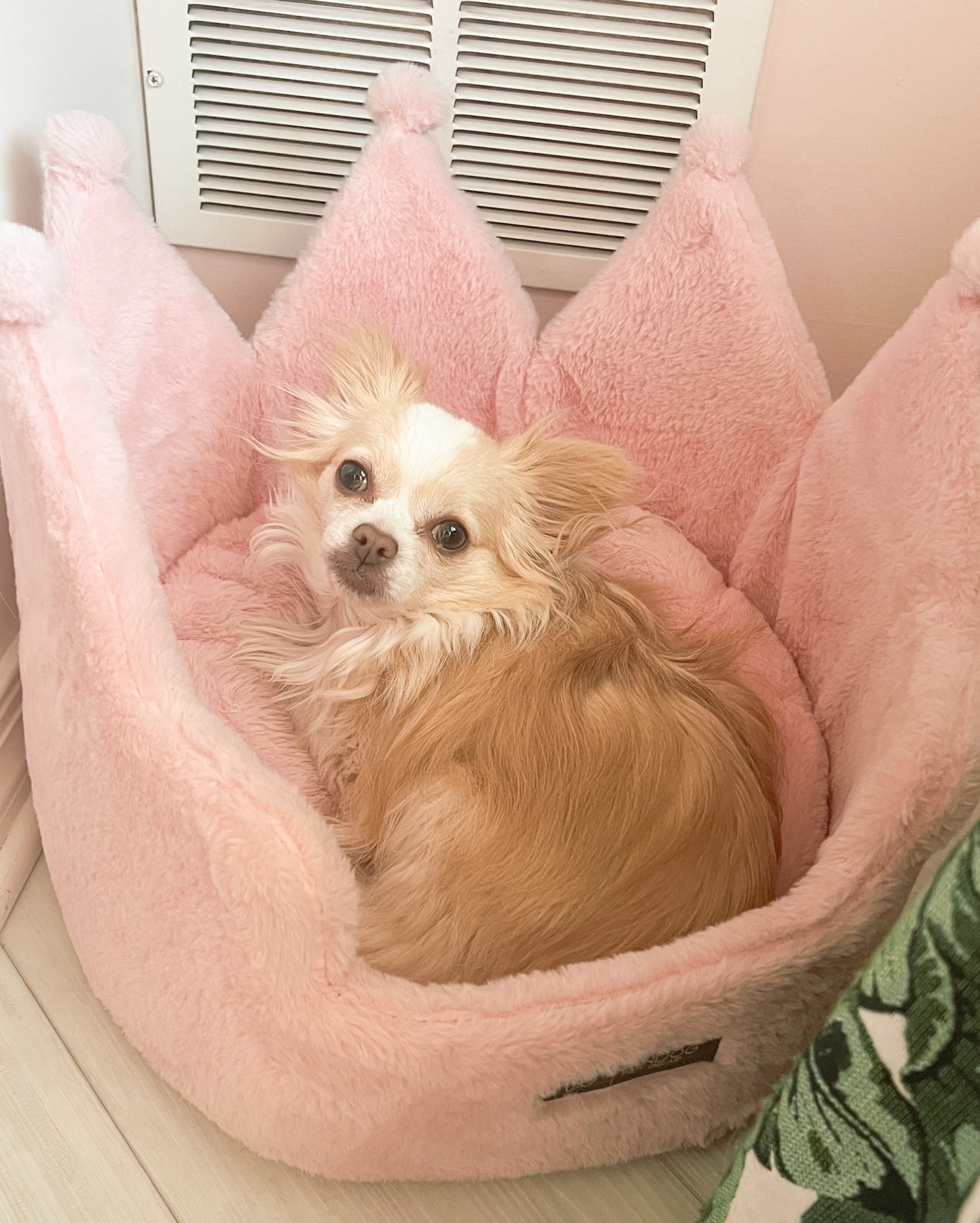 Only a crown bed is fitting for my lil princess 👑! Linnie loves this bed tucked in under my get ready spot in the Cloffice. It gets washed on the regular & still looks like new. The quality is fantastic. 

#LTKHome
