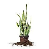 Perfect Plants Snake Plant Sansevieria Trifasciata Laurentii 16in Tall | Easy Care Houseplant | P... | Amazon (US)