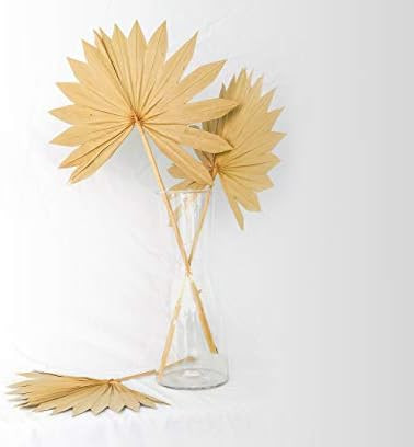 Boho City Blooms Dried Palm Leaves | 5 pcs 13-19 in Premium Natural Dried Palm Fans | Boho Decor ... | Amazon (US)