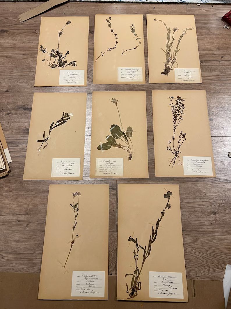 Beautiful set of 8 antique Swedish herbariums | Etsy (US)