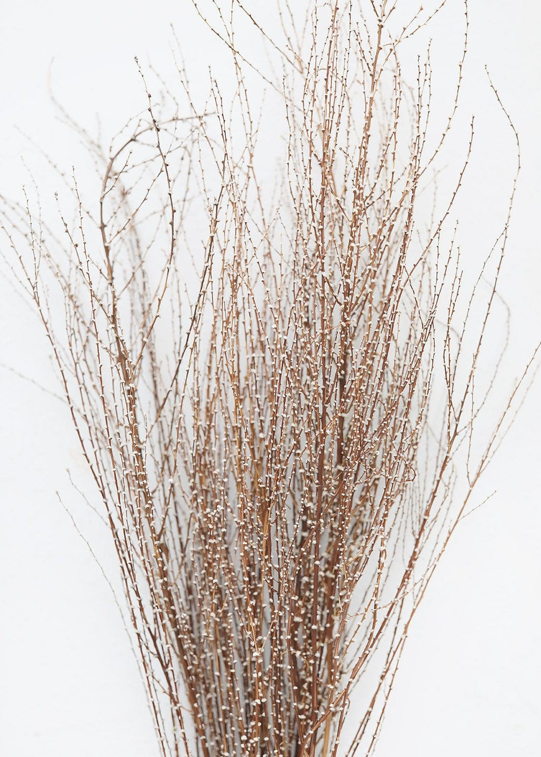 Dried Hoary Willow Branches - 20-30 | Afloral (US)