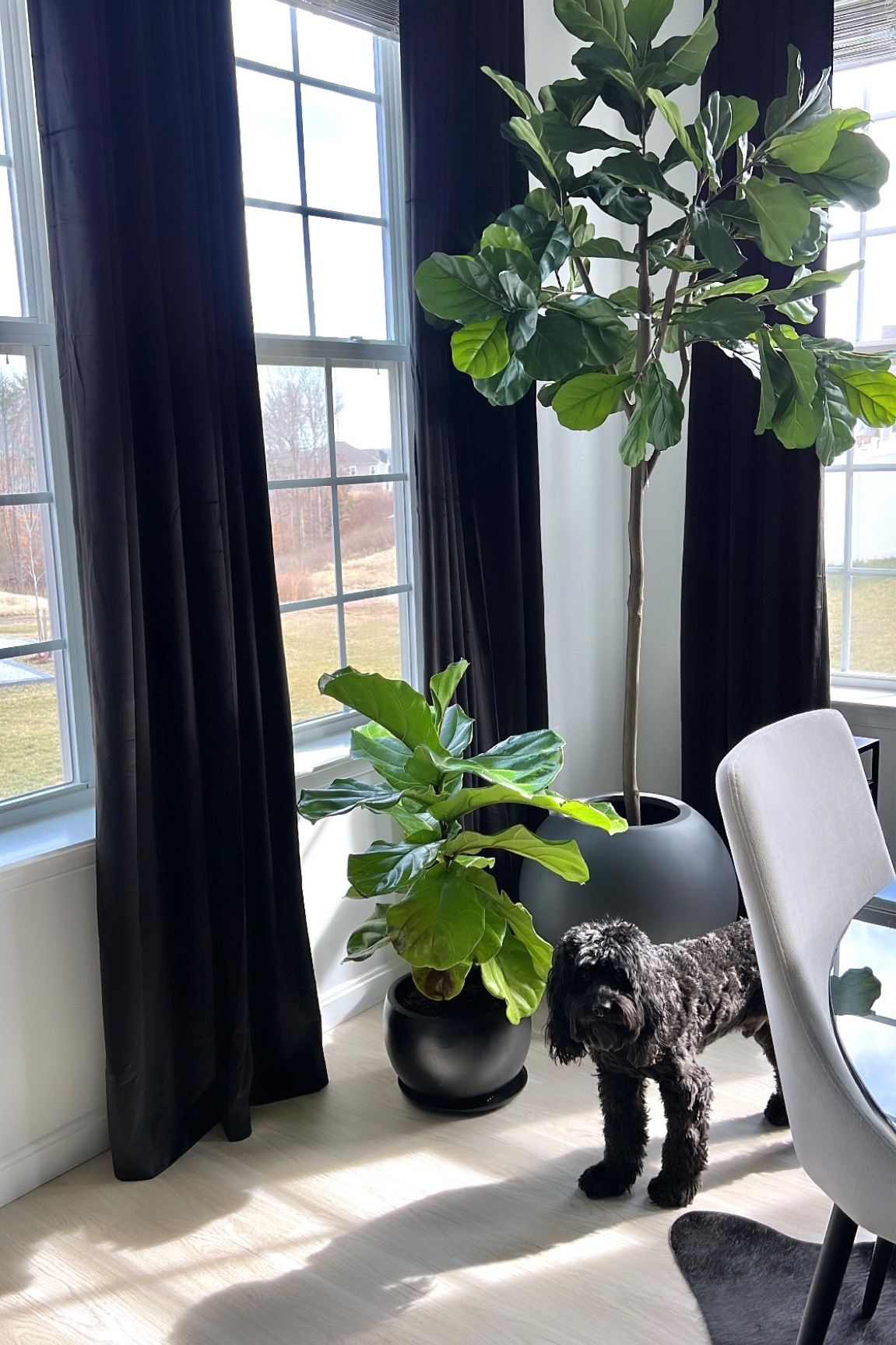 Tall Faux Fiddle tree 😍 